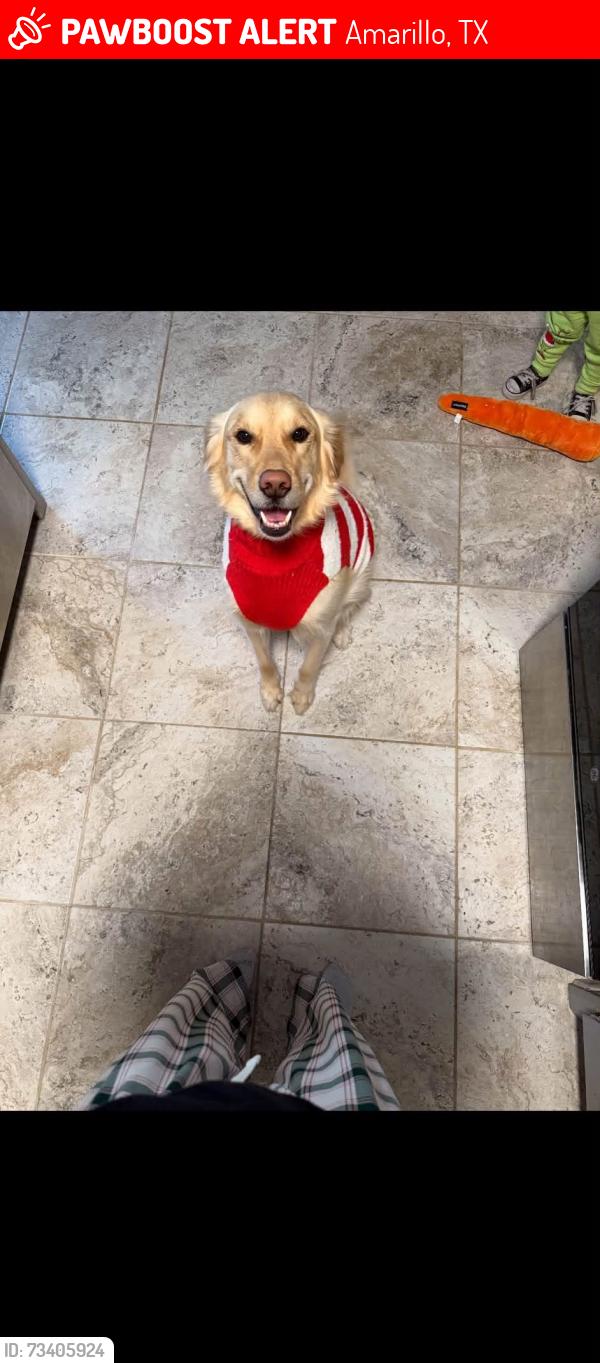 Lost Male Dog last seen 47th, Amarillo, TX 79109