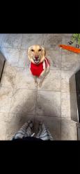 Lost Male Dog last seen 47th, Amarillo, TX 79109