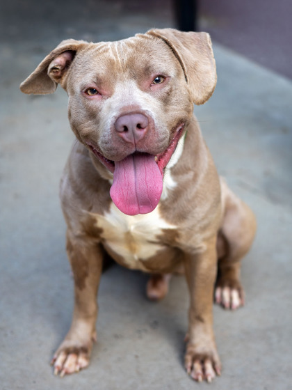 Shelter Stray Male Dog last seen Near POUNDS LANE, 30021, GA, 3280 Chamblee Dunwoody Rd, Chamblee, GA 30341, USA