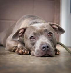Shelter Stray Female Dog last seen Near Whites Ridge Decatur, 30034, 30034, GA, 3280 Chamblee Dunwoody Rd, Chamblee, GA 30341, USA