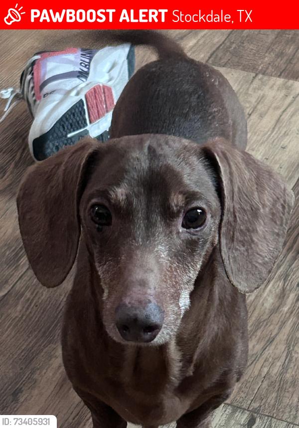 Lost Male Dog last seen Denhawken, Stockdale, TX 78160