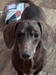 Lost Male Dog last seen Denhawken, Stockdale, TX 78160