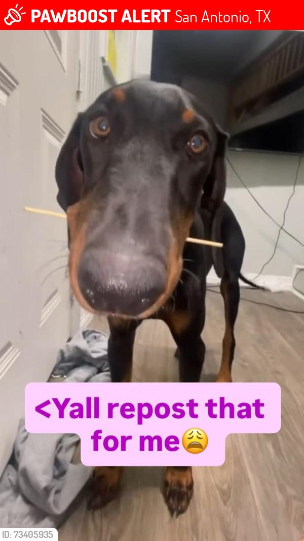 Lost Male Dog last seen Monterey commercial, San Antonio, TX 78237