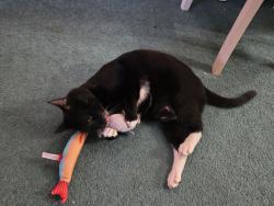 Reunited Male Cat last seen Schuyler and Westport, San Diego, CA 92139