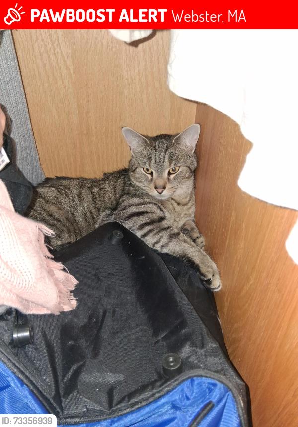 Lost Male Cat last seen Emerald Ave. Webster Ma., Webster, MA 01570