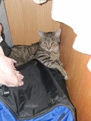 Lost Male Cat last seen Emerald Ave. Webster Ma., Webster, MA 01570