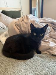 Reunited Male Cat last seen Asterion apmts, Menasha, WI 54952