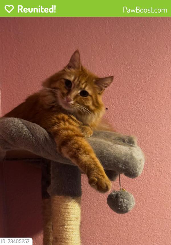 Reunited Male Cat last seen Westwind ests, West Sacramento, CA 95605