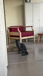 Found/Stray Unknown Cat last seen 48th and Guadalupe, Phoenix, AZ 85044
