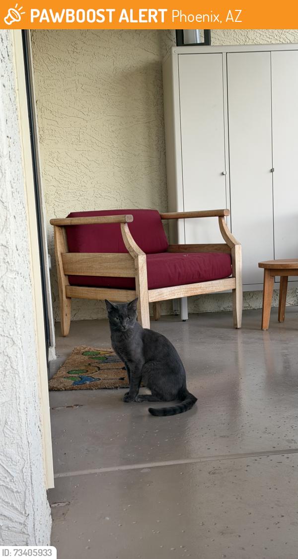 Found/Stray Unknown Cat last seen 48th and Guadalupe, Phoenix, AZ 85044