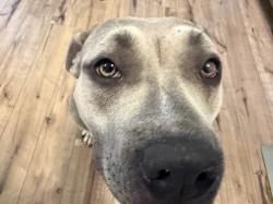 Found/Stray Female Dog last seen Se 44th & Sooner, Oklahoma City, OK 73135