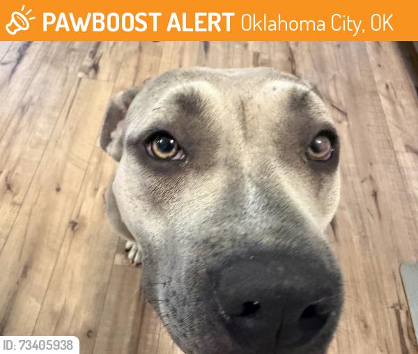 Found/Stray Female Dog last seen Se 44th & Sooner, Oklahoma City, OK 73135