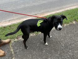 Found/Stray Female Dog last seen Anna way and crestbrook Lane, Mableton, GA 30126
