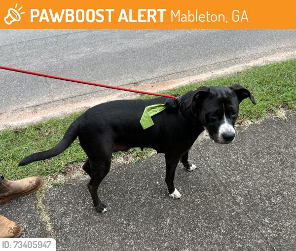 Found/Stray Female Dog last seen Anna way and crestbrook Lane, Mableton, GA 30126