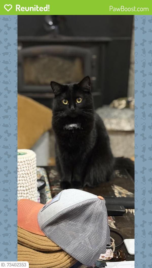 Reunited Female Cat last seen Weir Street, East Glastonbury CT, Glastonbury, CT 06033