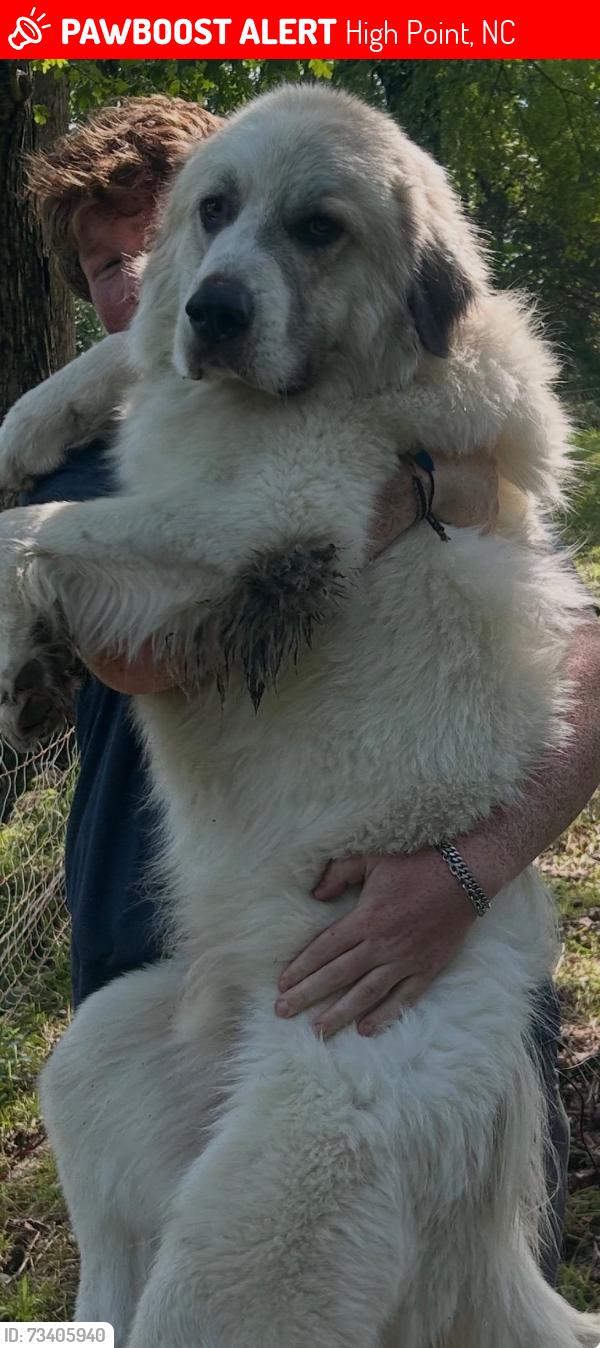 Lost Male Dog last seen Groometown rd/ hwy 62, High Point, NC 27263