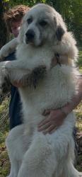 Lost Male Dog last seen Groometown rd/ hwy 62, High Point, NC 27263