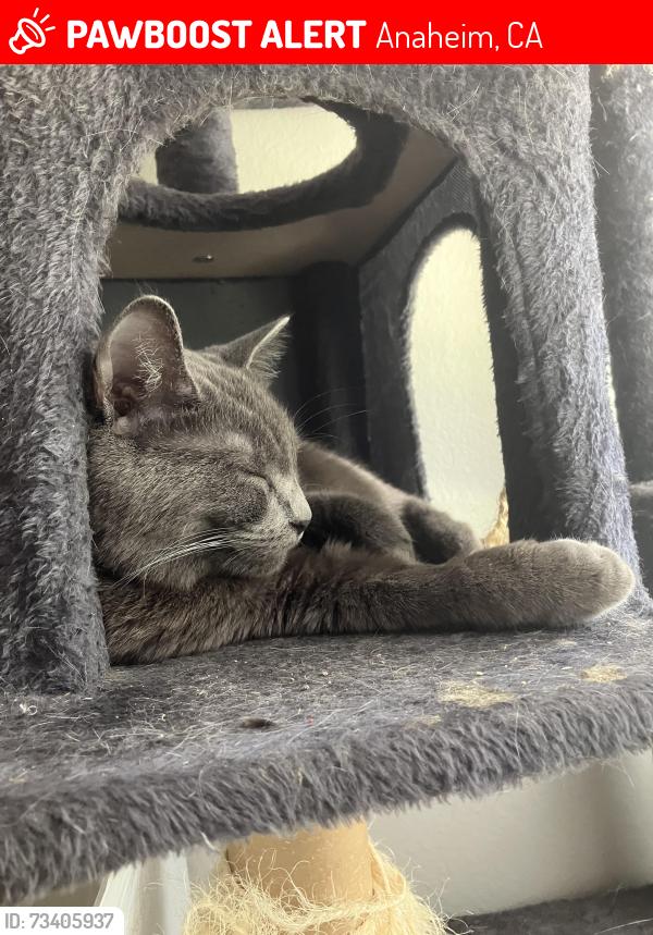 Lost Male Cat last seen Ball Rd and State College Anaheim, Anaheim, CA 92805
