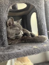 Lost Male Cat last seen Ball Rd and State College Anaheim, Anaheim, CA 92805