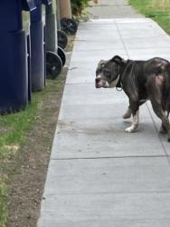 Found/Stray Unknown Dog last seen Turned off N I street, walked SW down N 3rd st, Tacoma, WA 98403