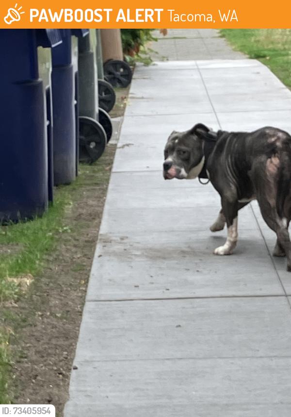 Found/Stray Unknown Dog last seen Turned off N I street, walked SW down N 3rd st, Tacoma, WA 98403