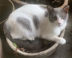 Reunited Female Cat last seen 16th St NW 13th Court, Miami, FL 33125