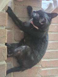 Reunited Female Cat last seen Lexington and Shadybrook Drive, Athens, GA 30605