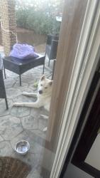 Found/Stray Male Dog last seen Dakota River Av 79932, El Paso, TX 79932