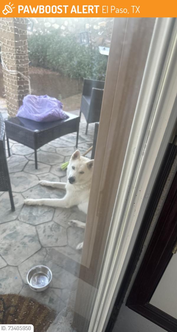 Found/Stray Male Dog last seen Dakota River Av 79932, El Paso, TX 79932