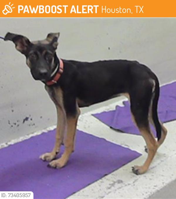 Found/Stray Female Dog last seen Northborough 7706, Houston, TX 77060