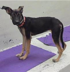 Found/Stray Female Dog last seen Northborough 7706, Houston, TX 77060