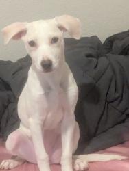 Found/Stray Female Dog last seen Walmart parking lot, DeSoto, TX 75115