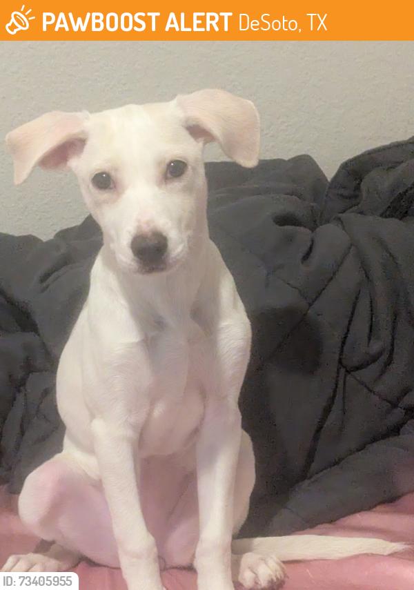 Found/Stray Female Dog last seen Walmart parking lot, DeSoto, TX 75115