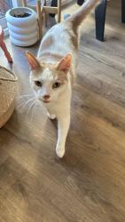 Reunited Male Cat last seen S Berkeley Ave /between colorado and Del Mar, Pasadena, CA 91107