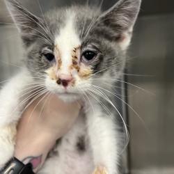 Shelter Stray Male Cat last seen , 980 Guilford College Rd, Greensboro, NC 27409, USA