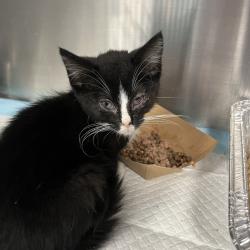 Shelter Stray Female Cat last seen , 980 Guilford College Rd, Greensboro, NC 27409, USA