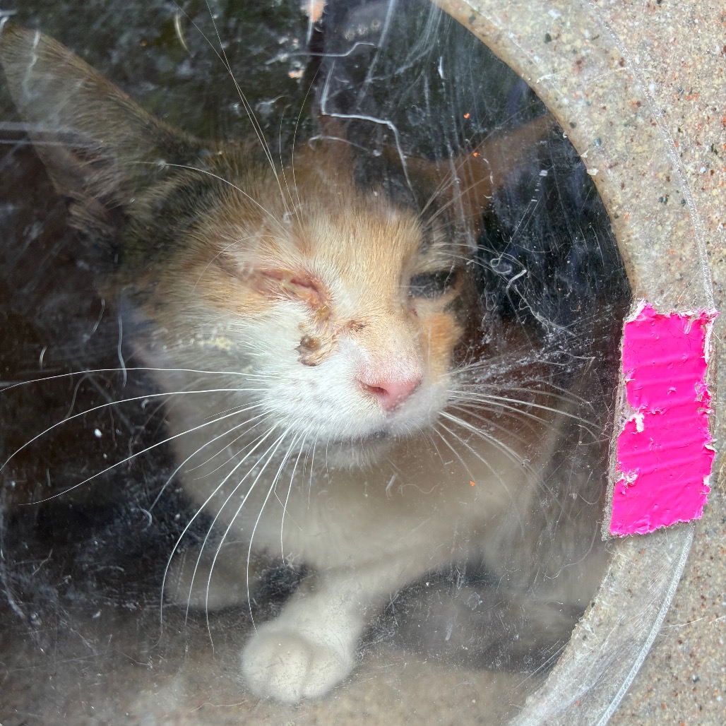 Shelter Stray Female Cat last seen , Animal Care & Control Team of Philly, 111 W Hunting Park Ave, Philadelphia, PA 19140, USA