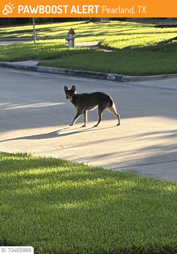 Found/Stray Unknown Dog last seen Ravensport Dr, Pearland, TX 77584