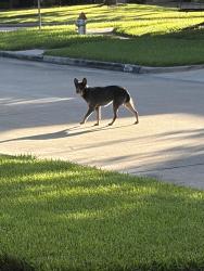 Found/Stray Unknown Dog last seen Ravensport Dr, Pearland, TX 77584