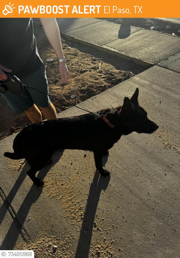 Found/Stray Female Dog last seen Anson mills way, El Paso, TX 79934