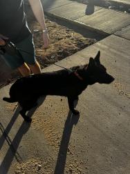Found/Stray Female Dog last seen Anson mills way, El Paso, TX 79934