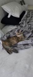 Lost Female Cat last seen Wellington drive, Bluffton, SC 29910