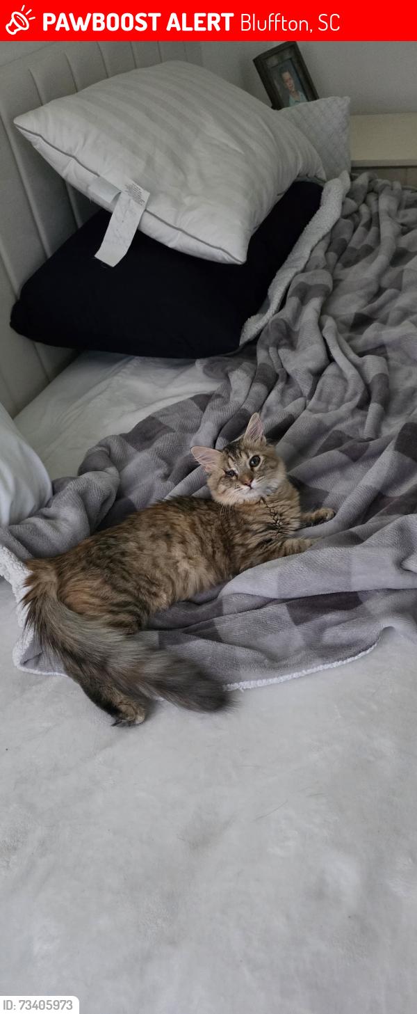 Lost Female Cat last seen Wellington drive, Bluffton, SC 29910