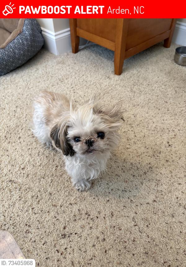 Lost Female Dog last seen Cliffs, Arden, NC 28704