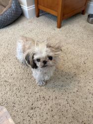 Lost Female Dog last seen Cliffs, Arden, NC 28704