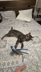 Lost Male Cat last seen Near Lakeline mall, Austin, TX 78750