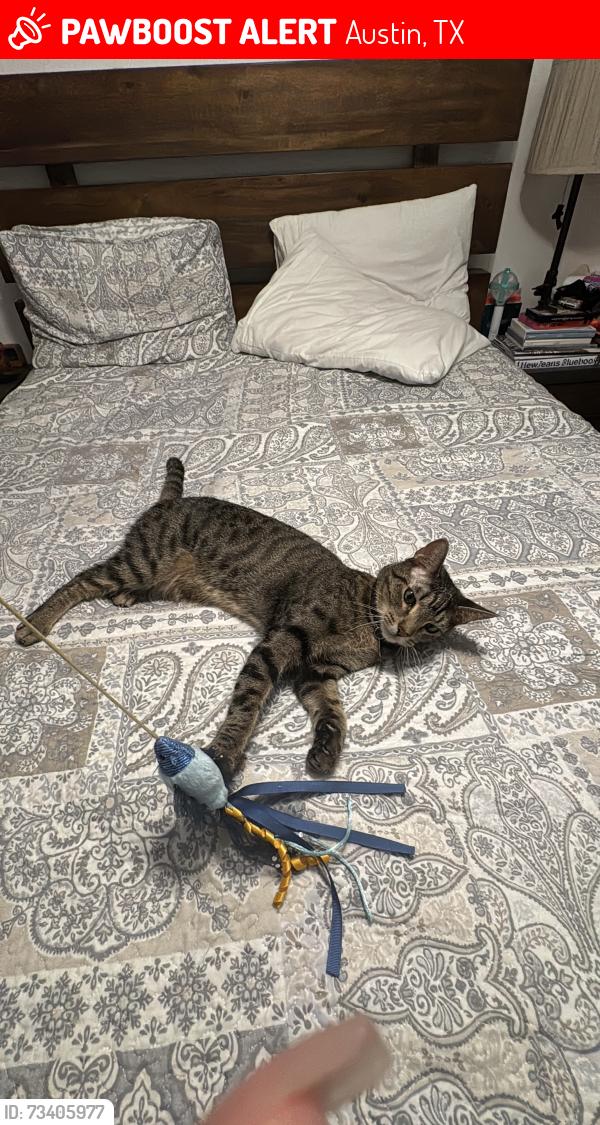 Lost Male Cat last seen Near Lakeline mall, Austin, TX 78750