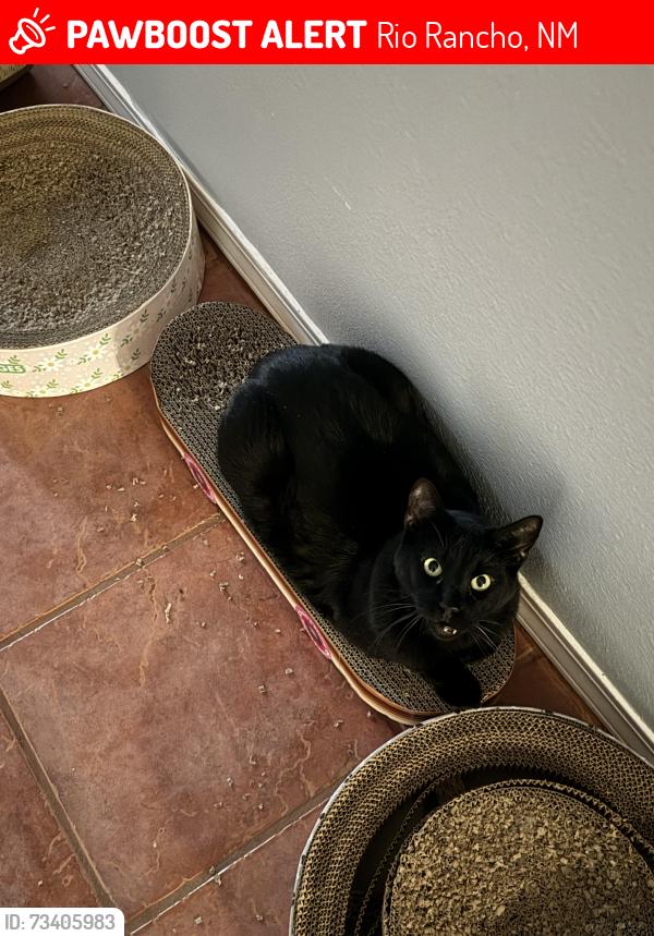 Lost Male Cat last seen 18th and Fran, Rio Rancho, NM 87124