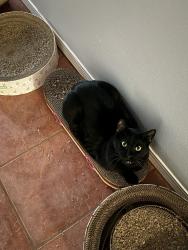 Lost Male Cat last seen 18th and Fran, Rio Rancho, NM 87124