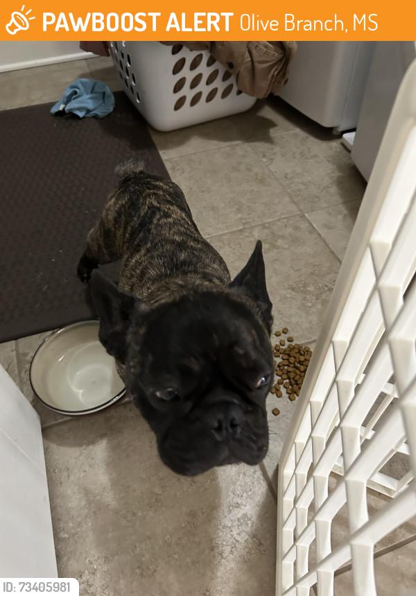 Found/Stray Male Dog last seen Malone Rd, Olive Branch, MS 38654